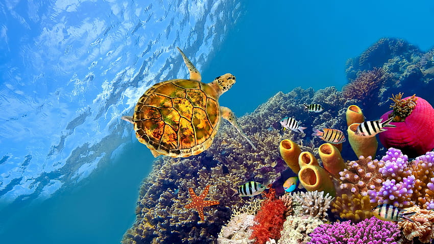621 coral reef with turtle, great barrier reef turtle HD wallpaper