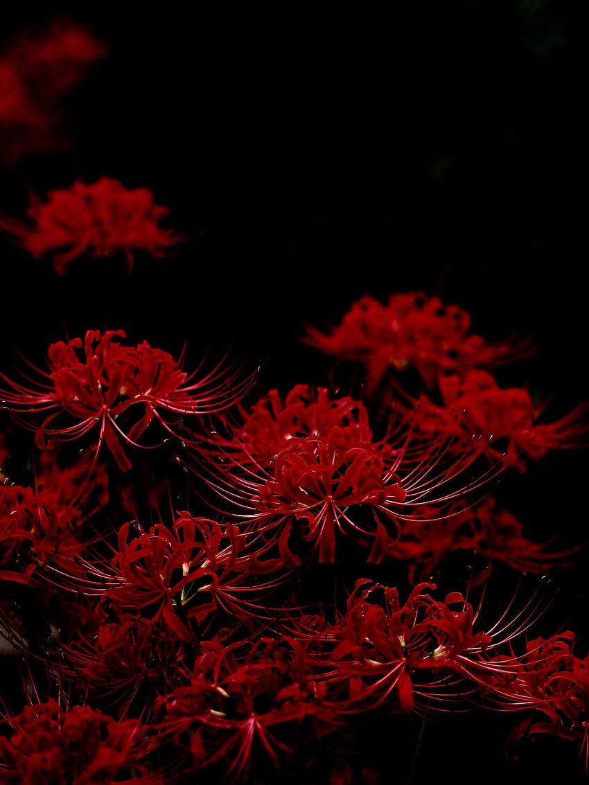 Spinnenlilie, Higanbana HD-Handy-Hintergrundbild