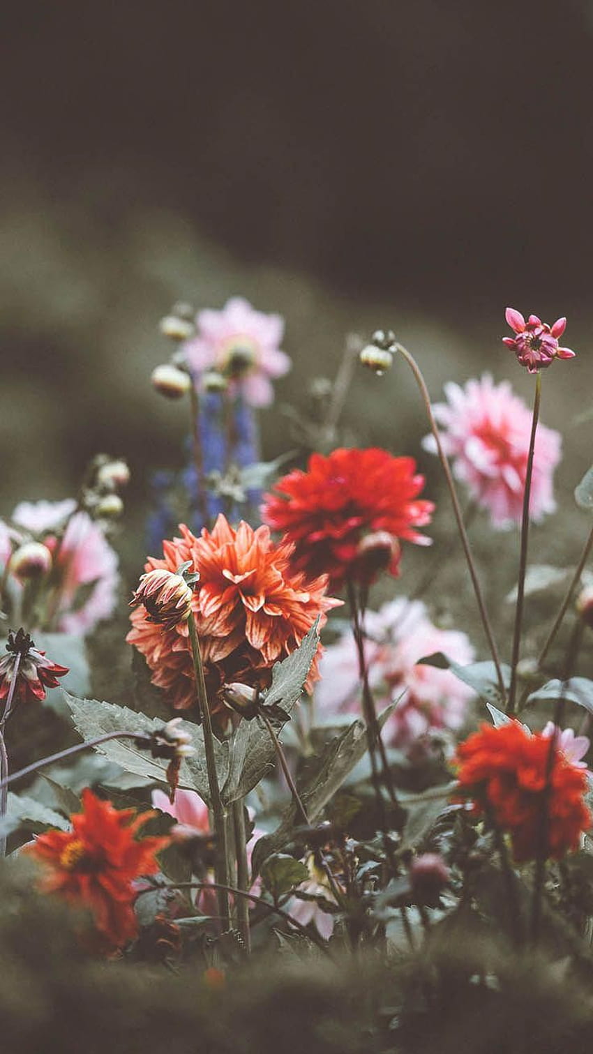Wildflower and background HD wallpapers  Pxfuel