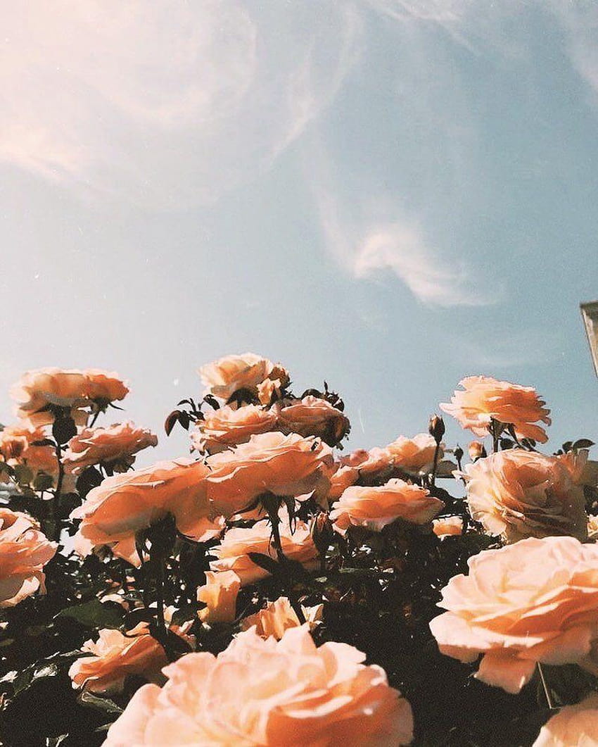 HAZEL ＋ FOLK · on Instagram: “• WRITTEN IN THE SKY, aesthetic flower ...