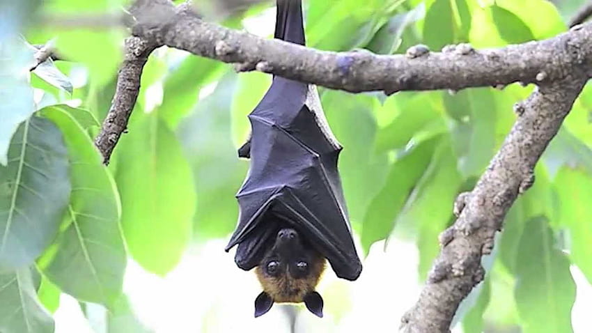 Verdadeiros fatos sobre o morcego de fruta, morcegos albinos papel de parede HD