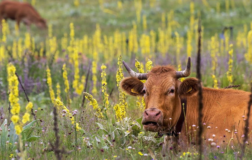 field, summer, grass, face, flowers, cow, yellow, cows, out to pasture HD wallpaper