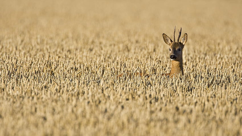 Roe Deer Field – Bing HD wallpaper