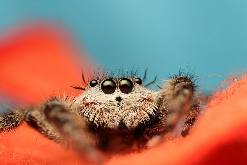 Jumping Spider Animals Jumping Spider macro black eyes [5184x3456] for your , Mobile & Tablet HD wallpaper