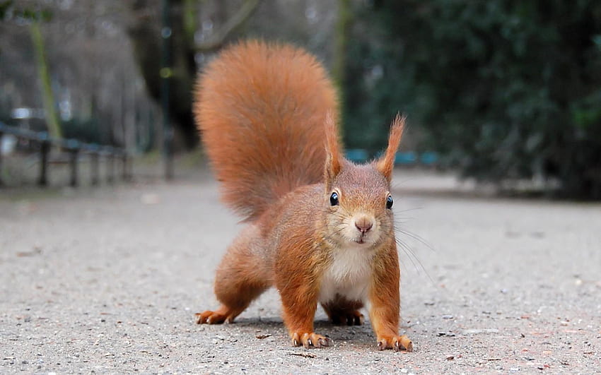 Rotes Eichhörnchen-Tier HD-Hintergrundbild