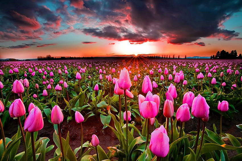 Tulips Pink color Fields Flowers Sunrises and sunsets Many, tulips field at sunset HD wallpaper