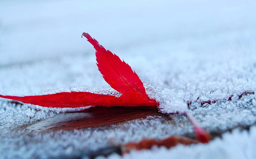 : depth of field, nature, red, snow, winter, ice, frost, wind, maple leaves, zing, leaf, flower, weather, plant, season, petal, close up, macro graphy 1920x1200, winter maple HD wallpaper