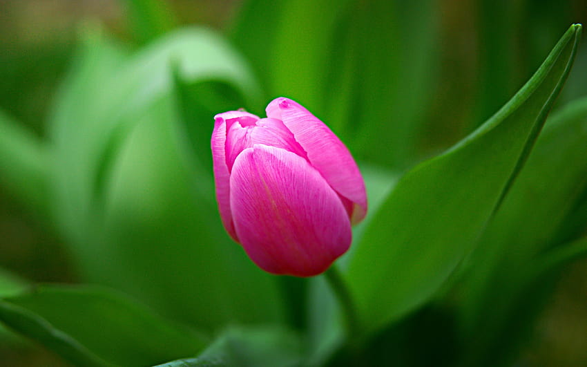 Tulip, pink flower, bud , 3840x2400, Ultra 16:10, , ultra flowers HD wallpaper