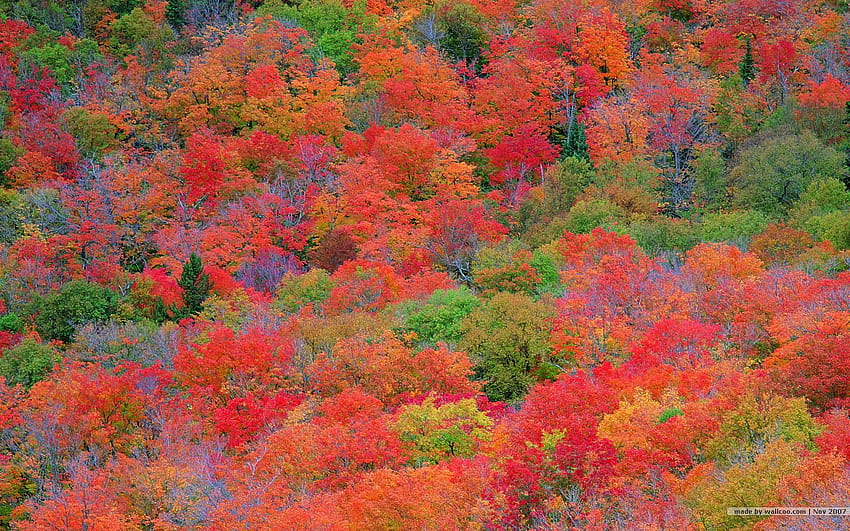 7 Fall Foliage For、秋の色 高画質の壁紙