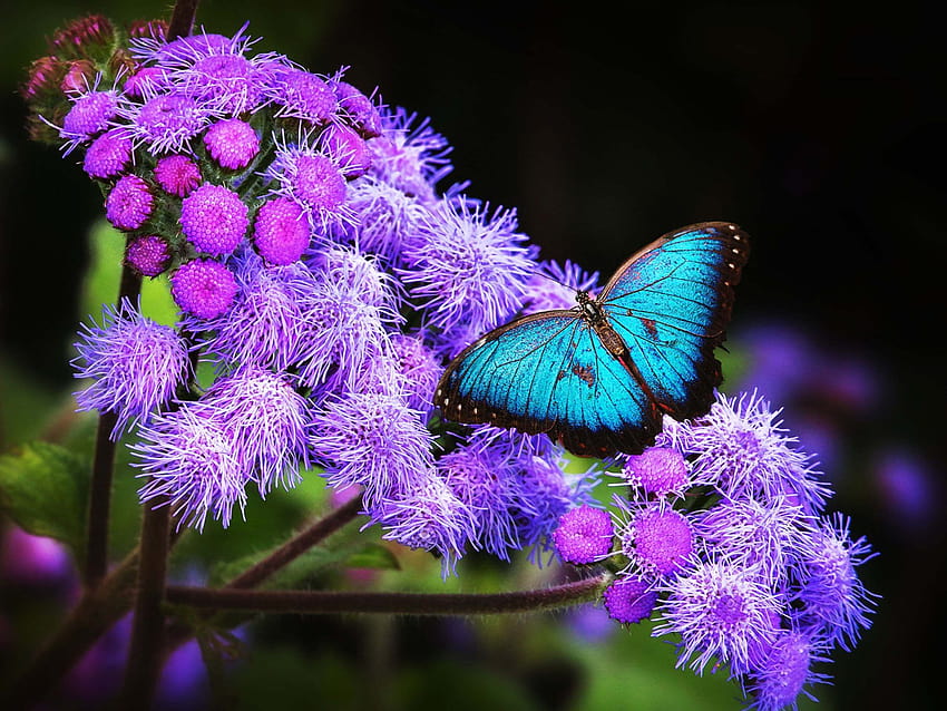 Blue Butterfly on purple flowers Ultra for Laptop Tablet Mobile Phones : 13 HD wallpaper