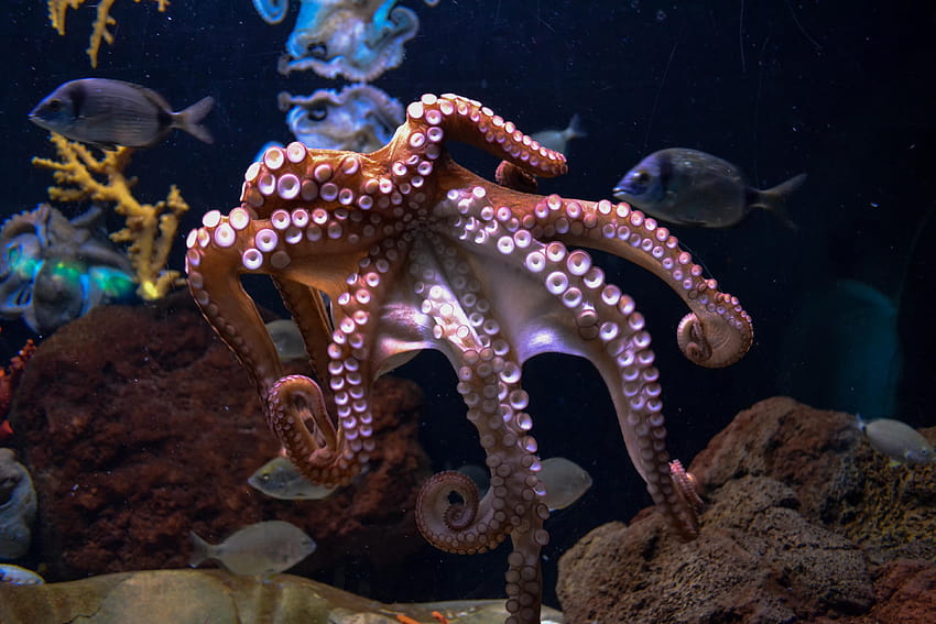 10 Gurita [], cephalopoda Wallpaper HD