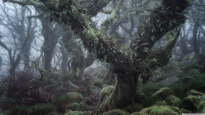 Wistman's Wood, Dartmoor England Enchanted Forest ❤, dartmoor forest trees HD wallpaper