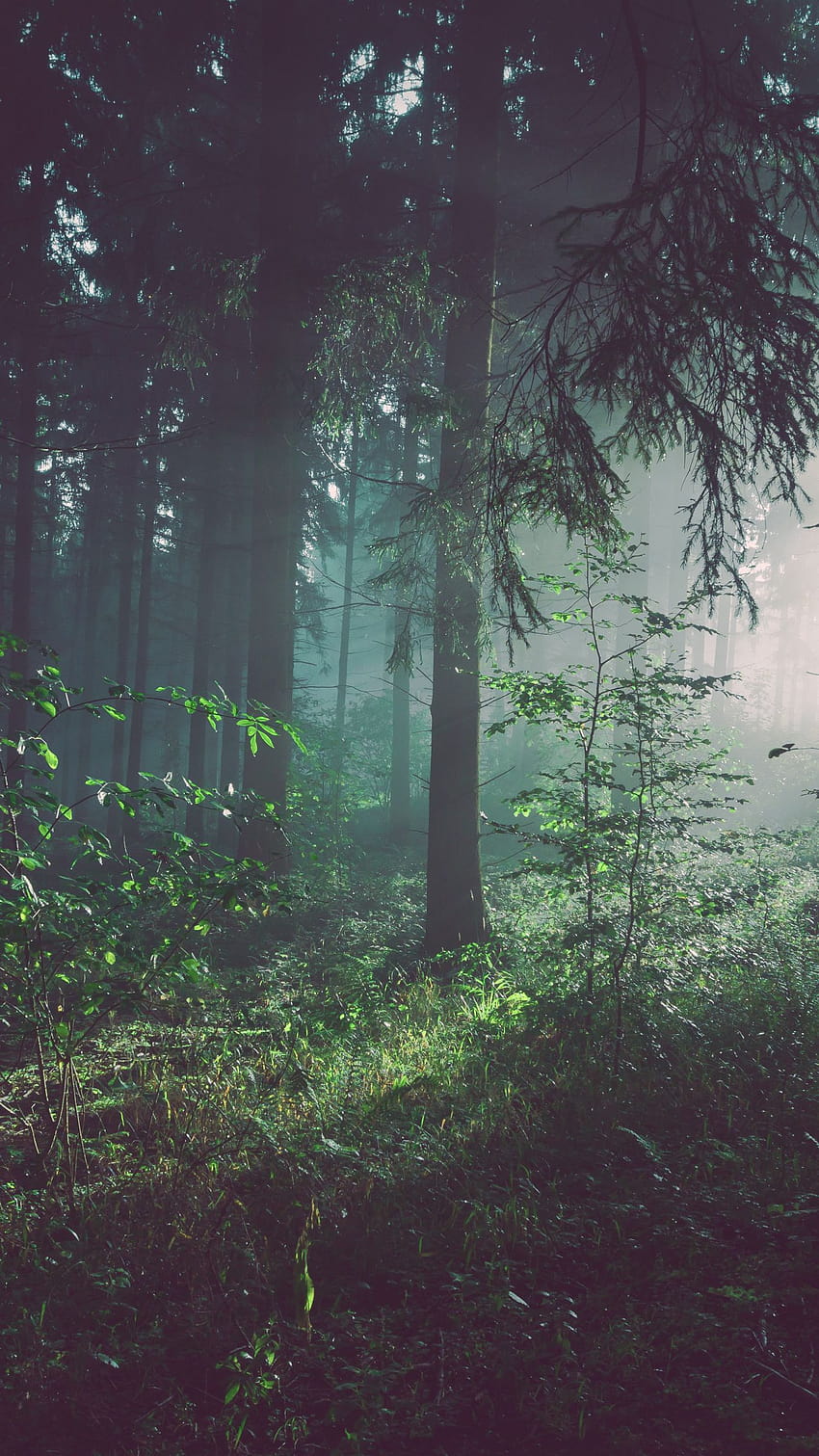 1350x2400 forest, fog, trees, summer, bad pyrmont, deutschland iphone 8+/7+/6s+/ for parallax backgrounds, summer fog iphone HD phone wallpaper