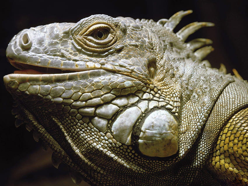 · Gallery · Animals · Green iguanas Lizard HD wallpaper | Pxfuel