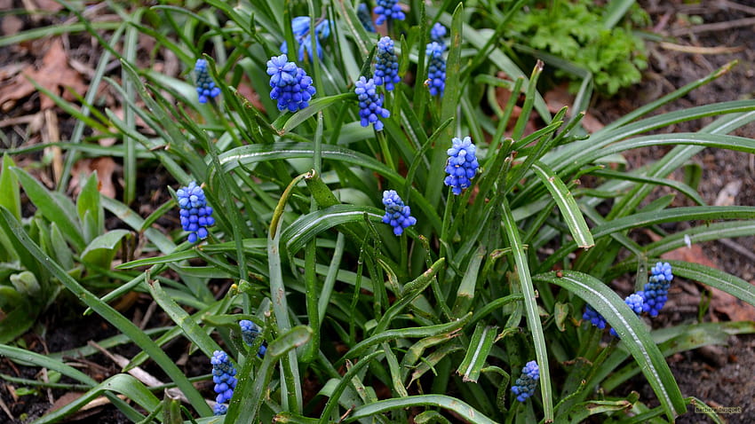 Grape hyacinths in spring, spring hyacinths HD wallpaper