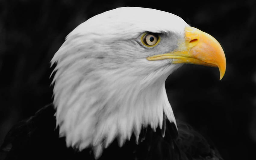 Adler, amerikanisches Adlerlogo HD-Hintergrundbild