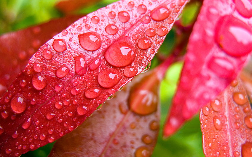 Autunno, gocce di pioggia, foglie, beatitudine, pioggia, baci, caduta di gocce di pioggia Sfondo HD