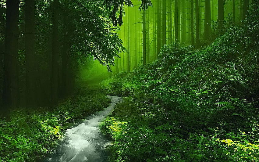 AACC88 Color : Padurea Magic Lumi Minunea Magica Forest, magic forest HD wallpaper