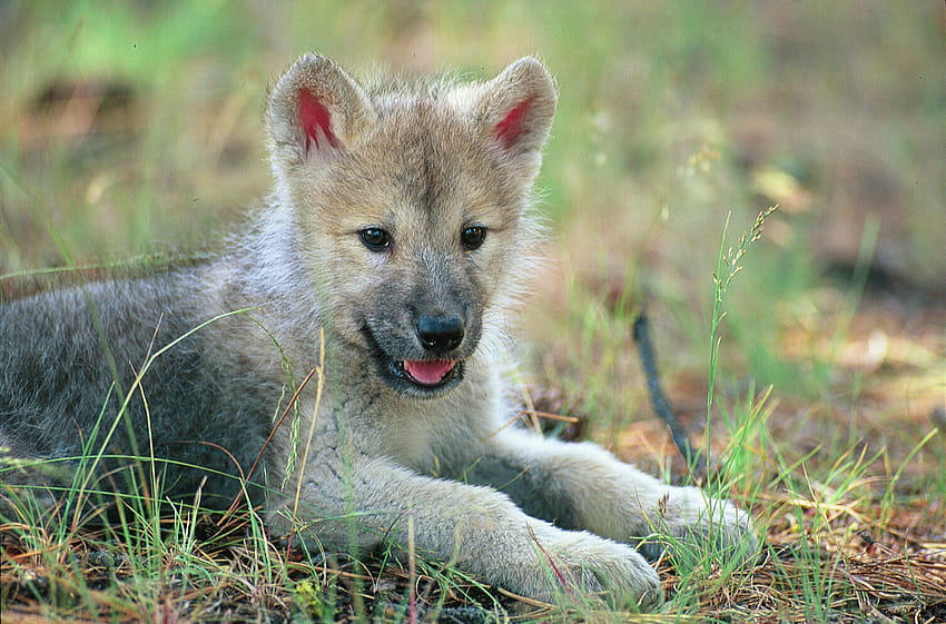 Wölfe Süßer Wolfswelpe auf dem Feld und im Hintergrund, süße Wölfe HD ...