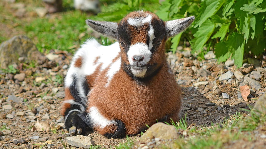 Baby Goat, Domestic Animal, Sitting, Animal, , Background, V6ggn7, cute goats HD wallpaper