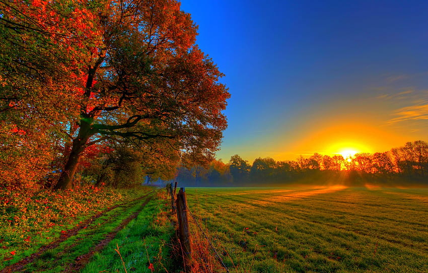 道路、秋、森、草、葉、太陽、木、夕日、自然、色、カラフル、牧草地、草、森、道、木、セクション、秋の木々の夕日 高画質の壁紙