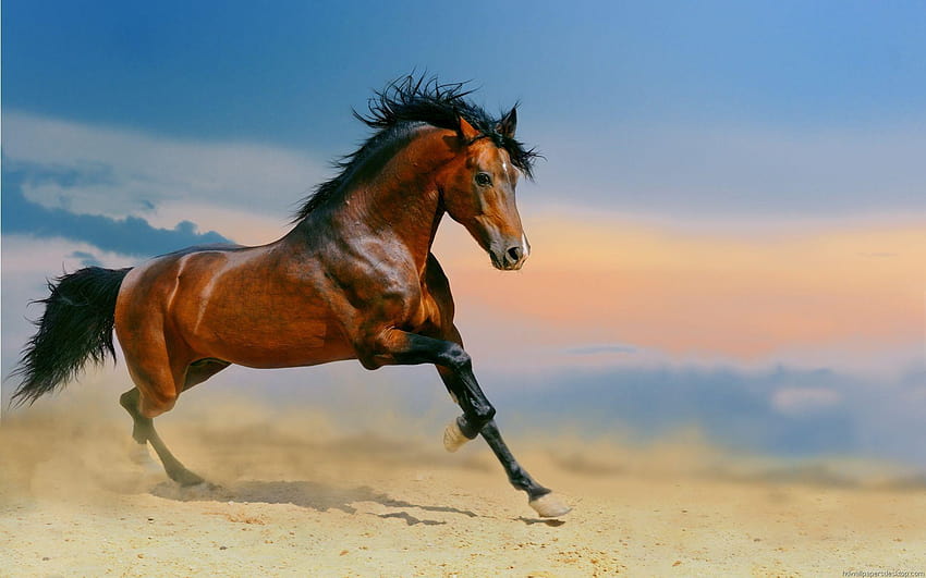 1920x1200 Kuda – Kuda untuk, kuda mustang Wallpaper HD