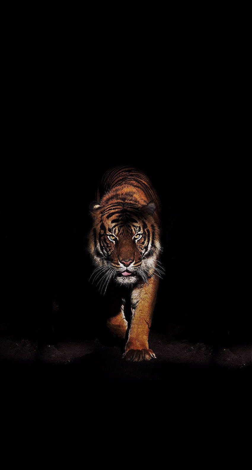 Dark Animal, oled tiger HD phone wallpaper