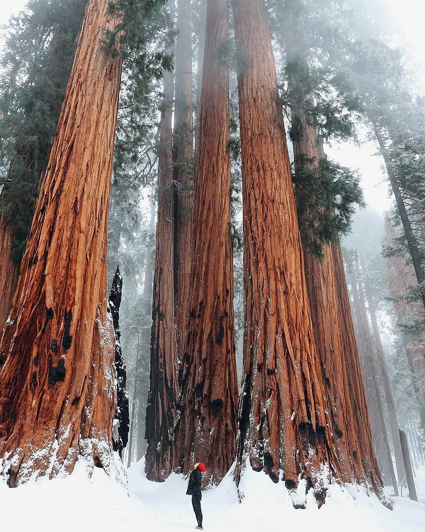 Pin on Sequoia national park, sequoia winter HD phone wallpaper
