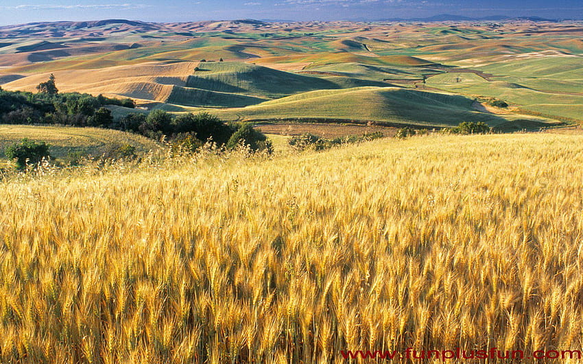 Camas Prairie , Camas Prairie and, crops HD wallpaper