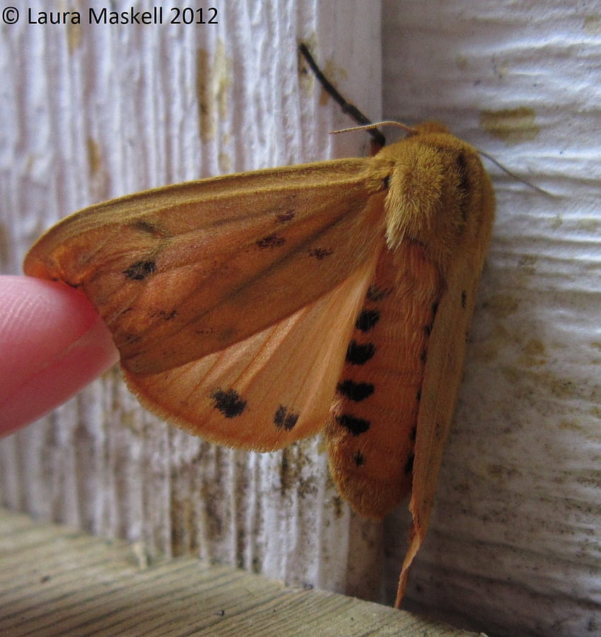 Isabella Tiger Moth หรือ Banded Woolybear Pyrrharctia isabella วอลล์เปเปอร์โทรศัพท์ HD