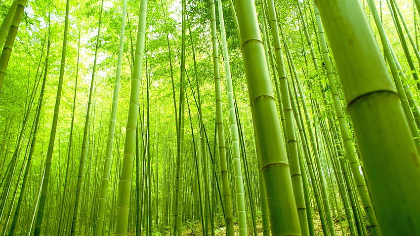 Chinese Bamboo, bamboo tree HD wallpaper