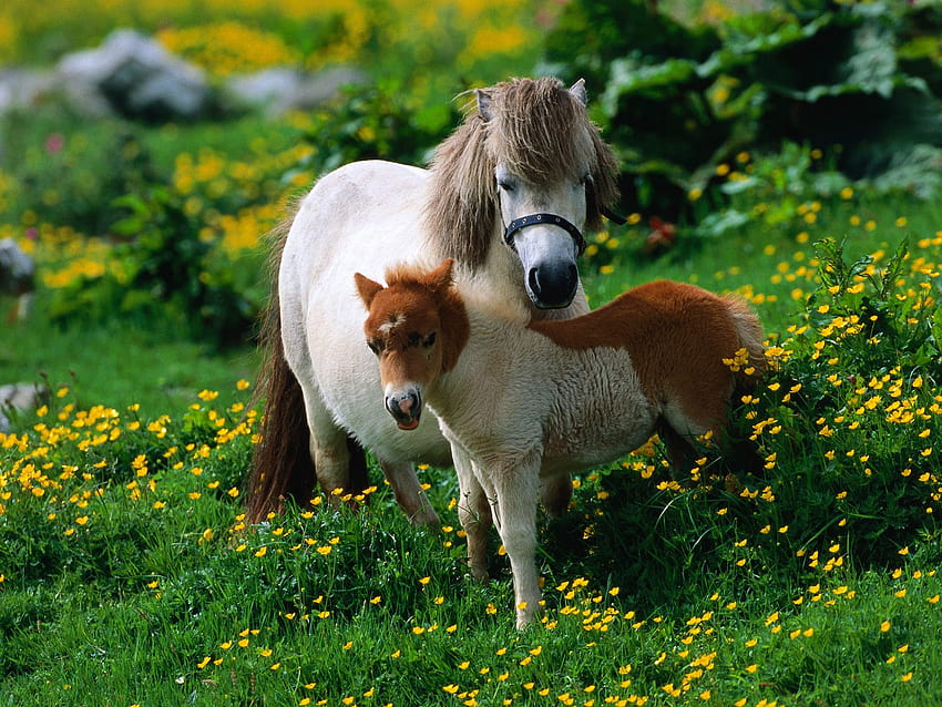 HQ Shetland Pony With Foal HQ [1600x1200] for your , Mobile & Tablet HD wallpaper