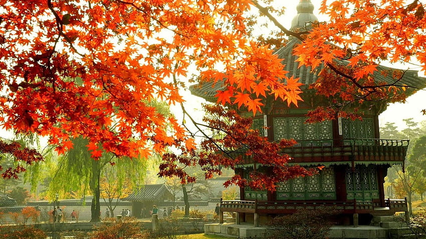 Korea Fall, spring fall HD wallpaper