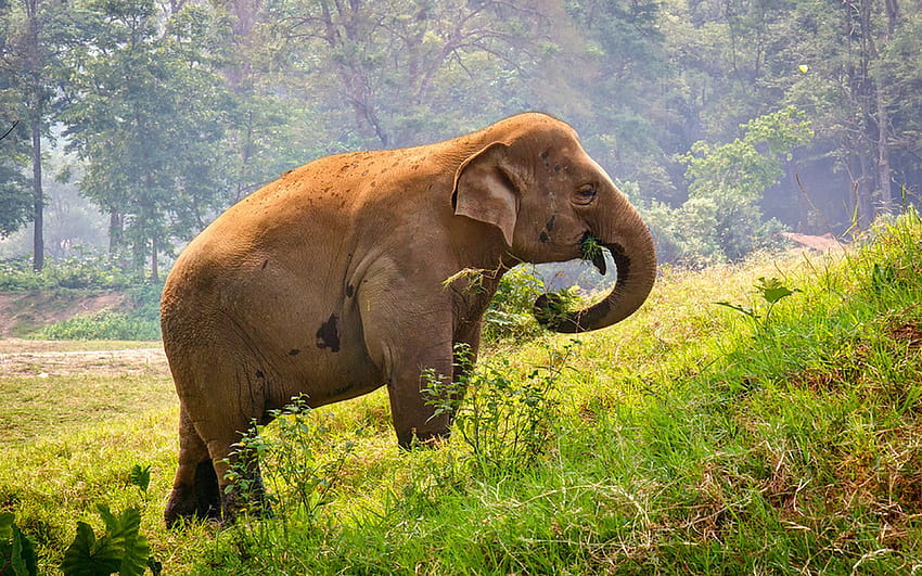 Thai Elephant Grazing, Meadow Green Grass Forest Trees, elephant trees forest HD wallpaper