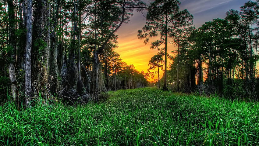 1920x1080 Cypress Forest WetLands Sunset PC and Mac, cypress tree HD wallpaper