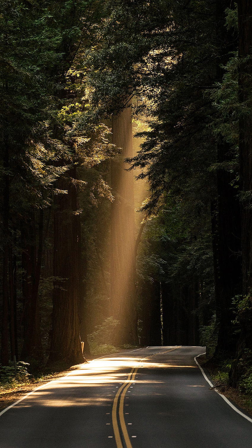 iPhone6papers, rain forest road HD phone wallpaper