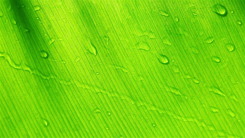 : หยดน้ำบนพื้นหลังใบไม้สีเขียว, 1920x1080 Stock Video, พื้นหลังสีเขียว วอลล์เปเปอร์ HD