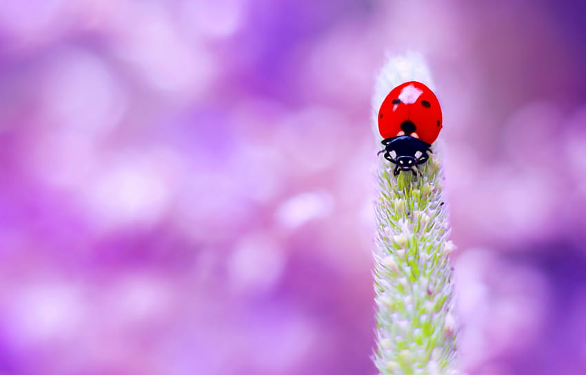 : colorful, forest, flowers, garden, nature, red, purple, insect, green, Sun, Canon, summer, blossom, bokeh, pink, spring, bug, top, tones, Beetle, Focus, light, color, colors, flower, pretty, cute, beauty, natural, ladybird HD wallpaper