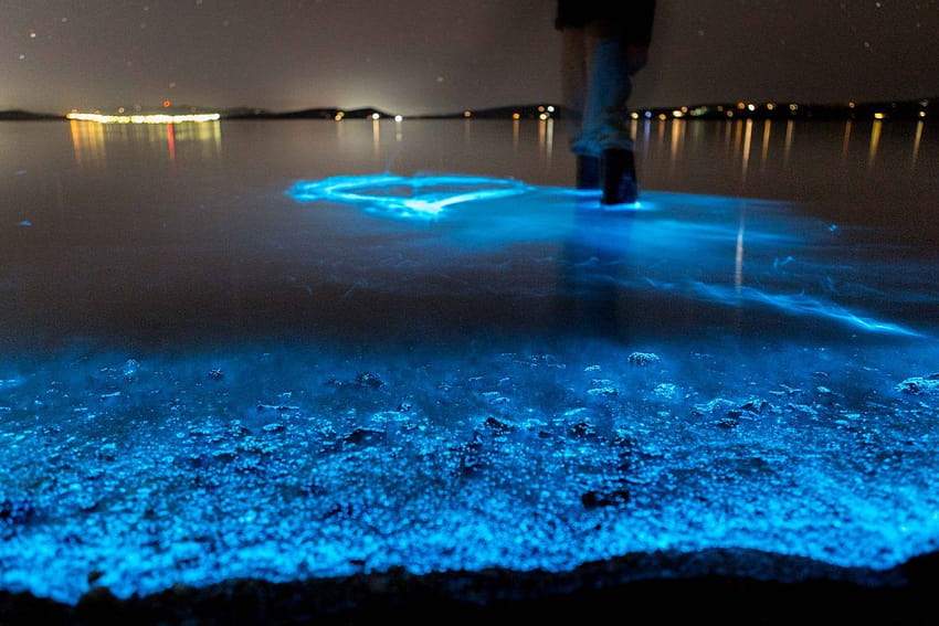 Имаме светещи плажове тук на Земята и те са впечатляващ, светещ планктон HD тапет