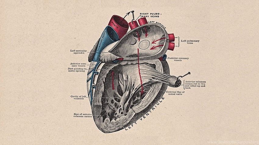 Heart Anatomy, circulatory system HD wallpaper