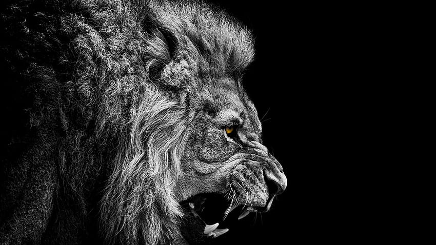 Iphone h king: Lion 3d Black And White HD wallpaper