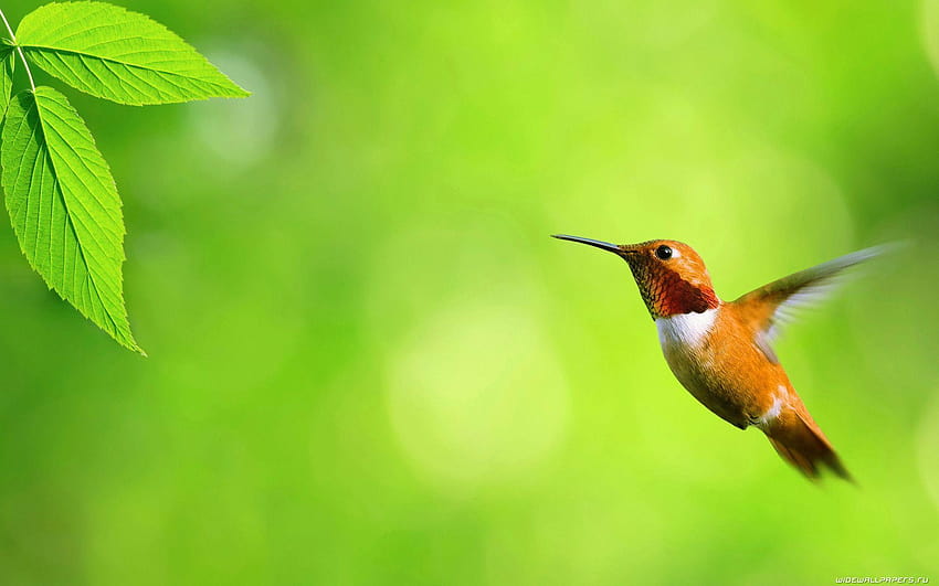 A selection of 10 of Birds in quality HD wallpaper