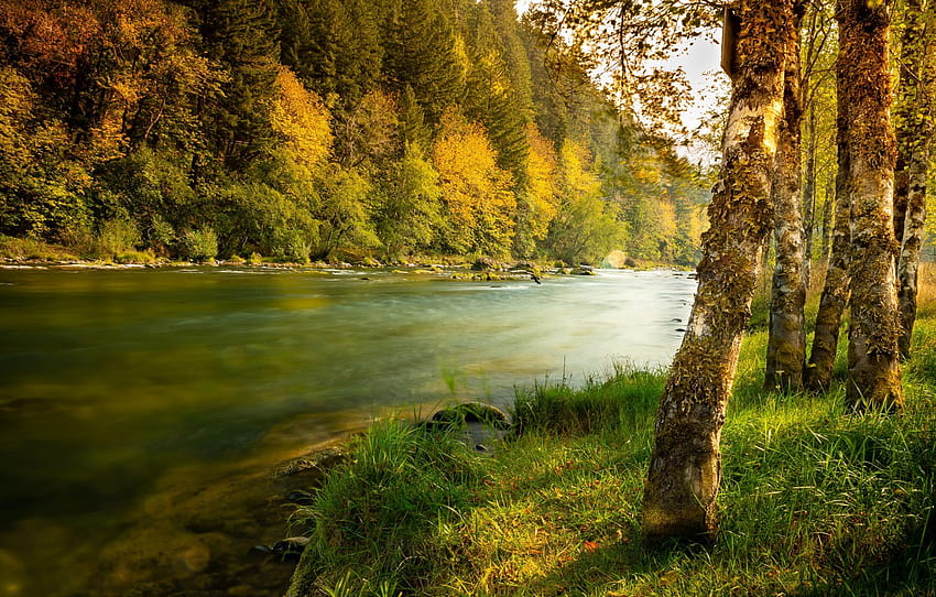 musim gugur, hutan, rumput, pohon, pemandangan, alam, sungai, Bank, bagian пейзажи, tepi sungai Wallpaper HD