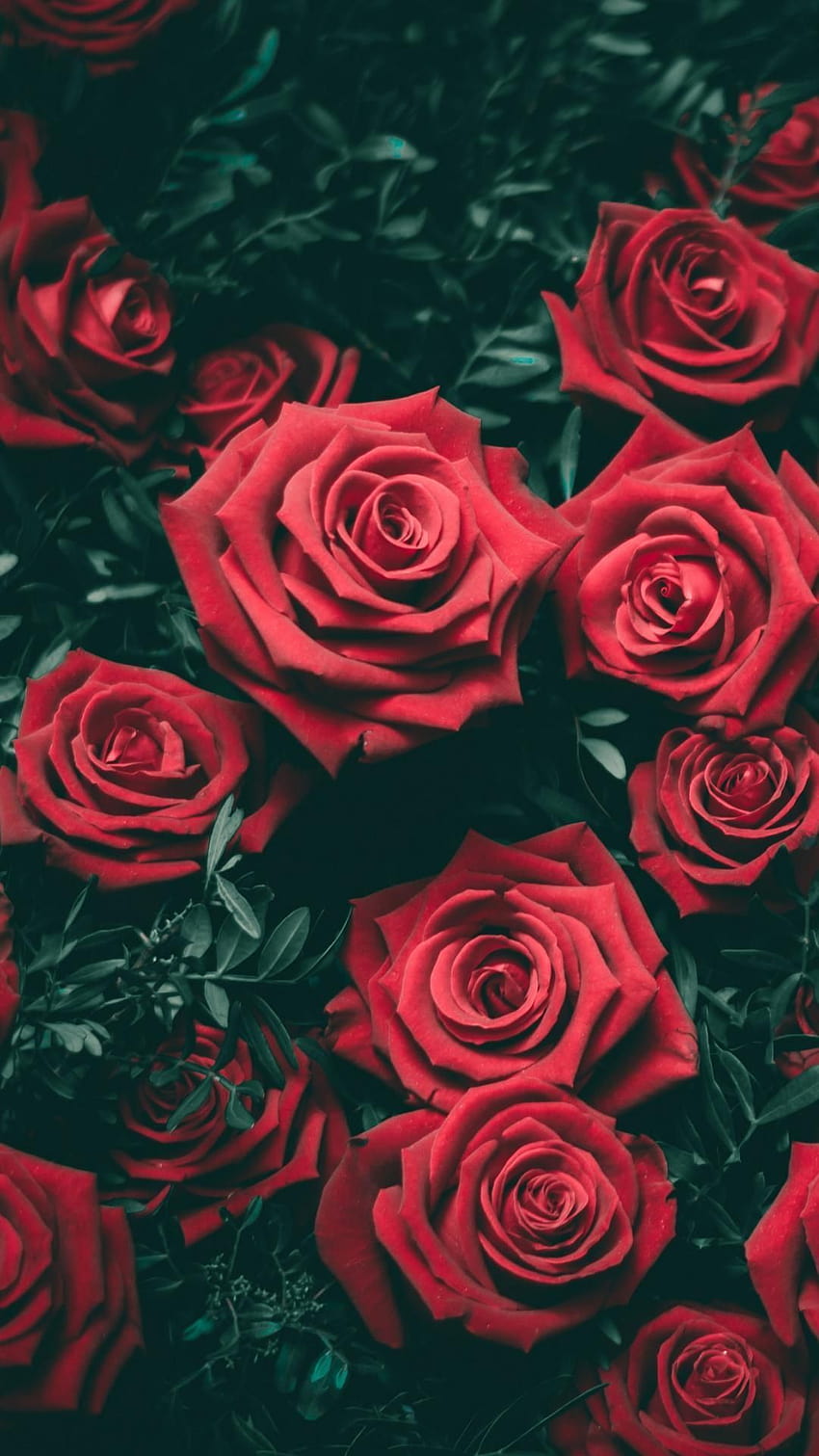 Red Rose Aesthetic Computer on Dog, red and black aesthetic roses HD phone wallpaper