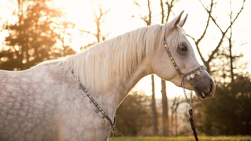 Horses: Dapple Gray Arabian Horses Backgrounds For 16:9 ... Backgrounds, dapple gray horse HD wallpaper