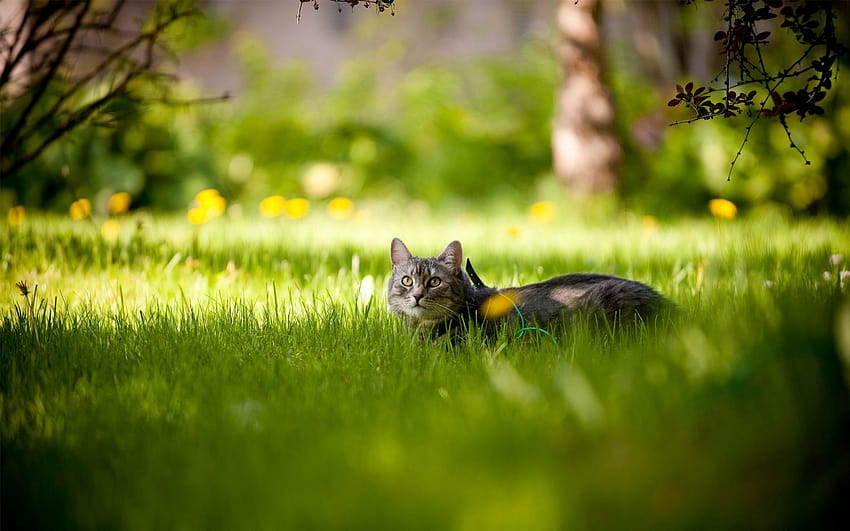 Summer Cat, cute cat summer HD wallpaper | Pxfuel