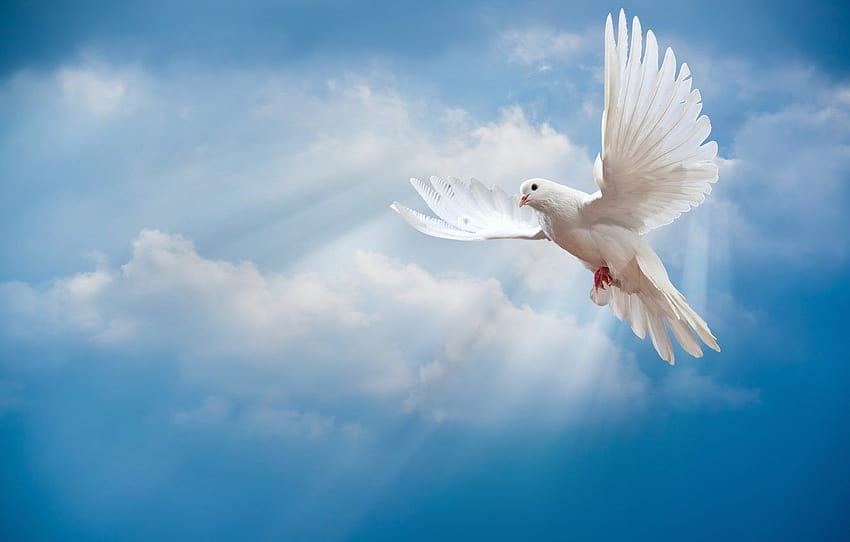 the sky, bird, the world, white, peace, the rays of the, dove HD wallpaper