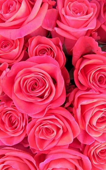 Pretty Hot Pink Roses - Flowers & Nature Background Wallpapers on Desktop  Nexus (Image 1600316)