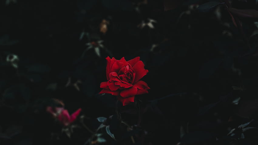 Aesthetic Dark Rose posted by Zoey Tremblay, dark red aesthetic laptop HD wallpaper