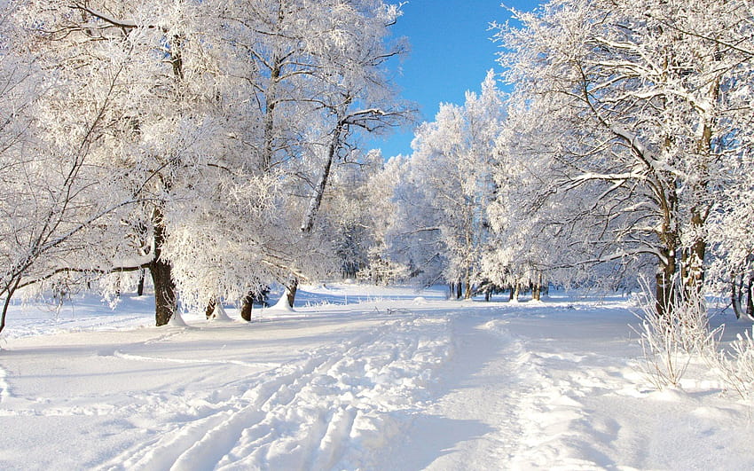 aesthetic winter wonderland HD wallpaper